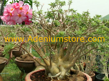 Adenium Arabicum \'Black Petch Na Wang\' PNW 5 Seeds